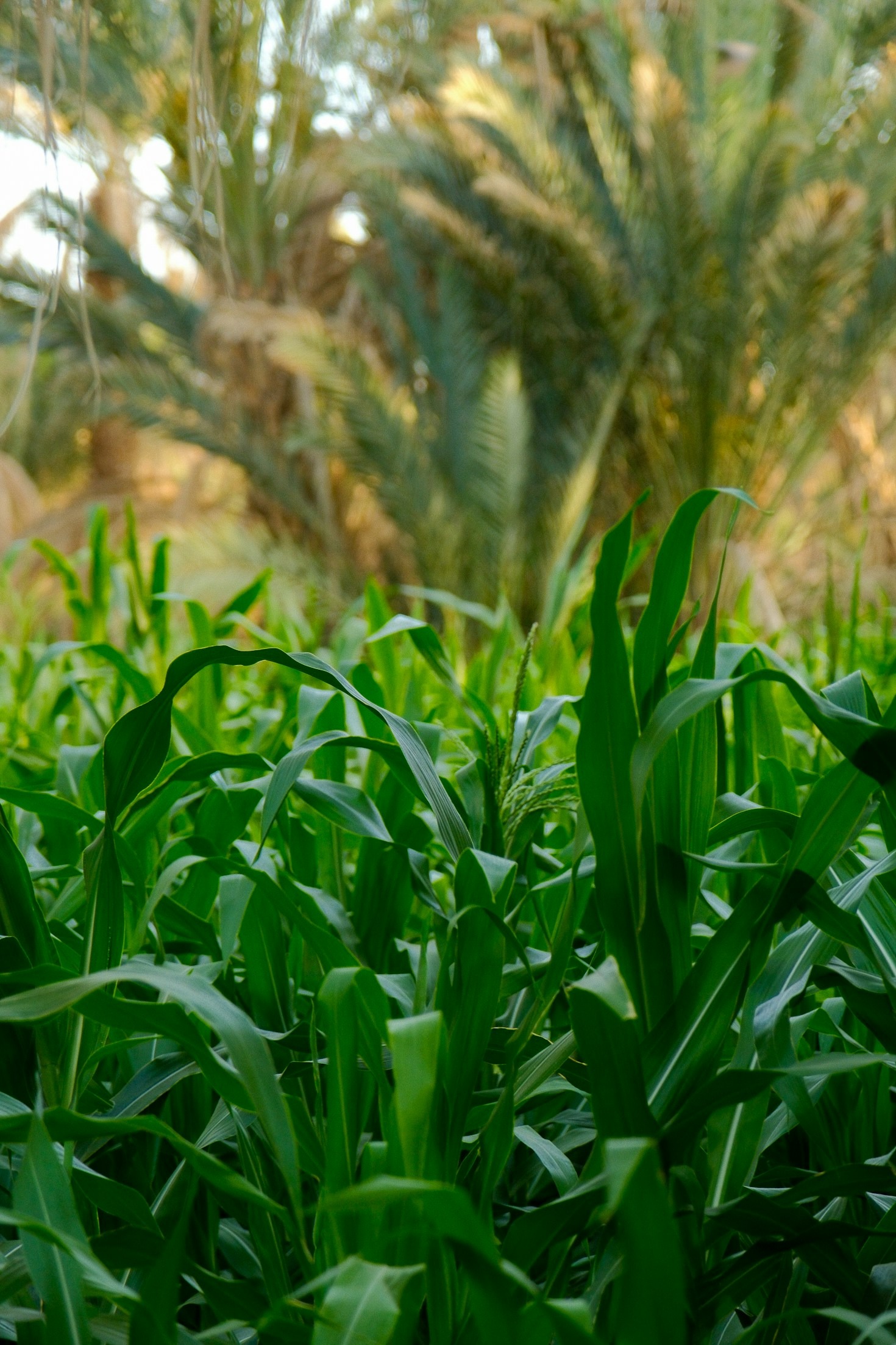 The Joys and Challenges of Homesteading